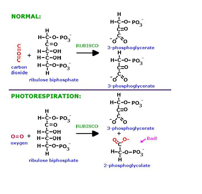 <ul><li><p>lack of third carbon from CO2</p></li><li><p>leads to different molecule</p></li></ul><p></p>