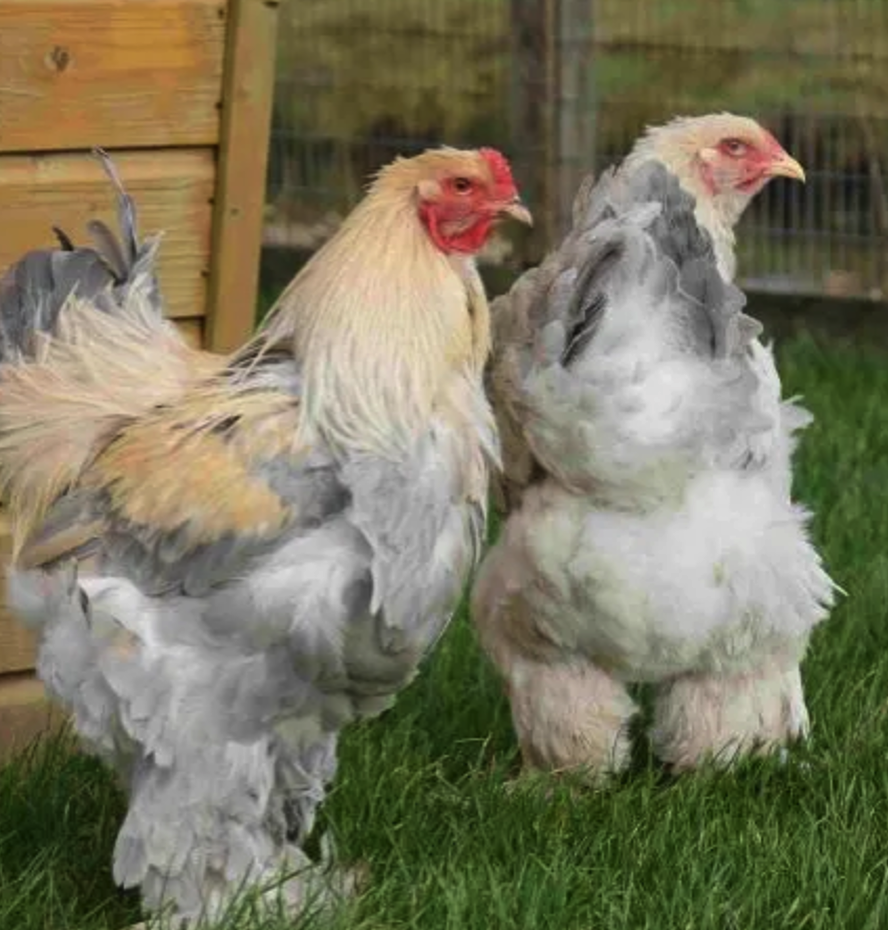 <p><span><span>• Een van de grootse kippen soorten.</span></span></p>