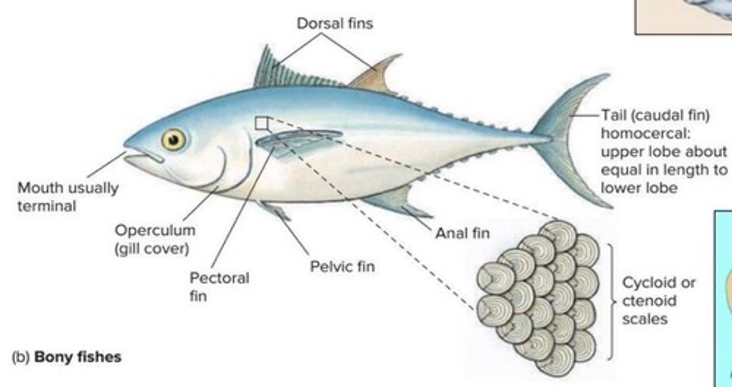 <p>Bony fish with a skeleton made at least partially of bone.</p>