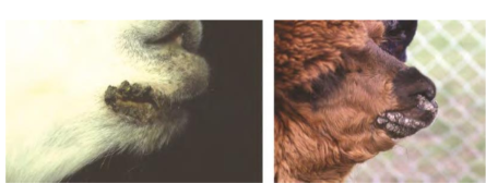 <ul><li><p>self-limiting (3-4) weeks) </p></li><li><p>highly contagious </p></li><li><p>lesions olips, mouth, teats: raised erythremic areas, papules, or lesions with crust </p></li><li><p>diagnosis: PCR </p></li><li><p>zoonotic </p></li><li><p>treatment: no specific treatment. supportive treatment </p></li><li><p>prevention: </p><ul><li><p>vaccination by <strong>scarification </strong></p></li><li><p>autogenous vaccine </p></li></ul></li></ul><p></p>