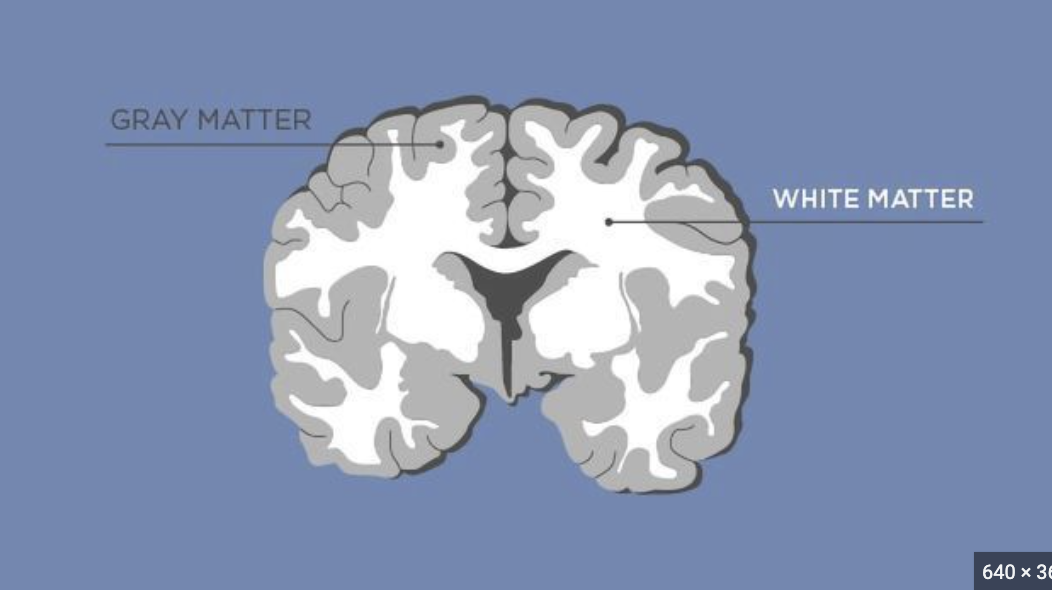 <p>The tissue called &quot;gray matter&quot; in the brain and spinal cord is also known as substantia grisea, and is made up of cell bodies. &quot;White matter&quot;, or substantia alba, is composed of nerve fibers.</p>