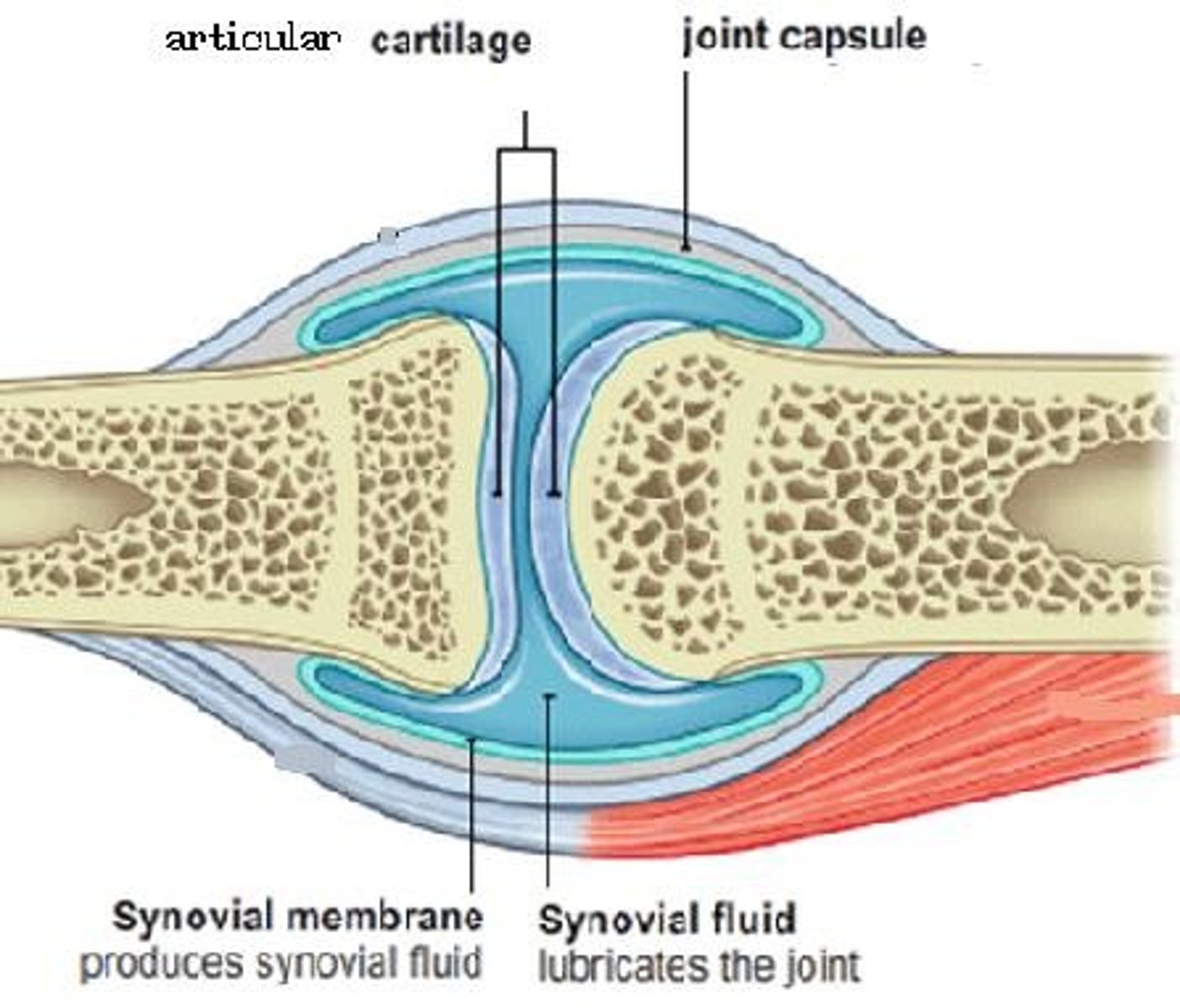 <p>surrounds the joint</p>