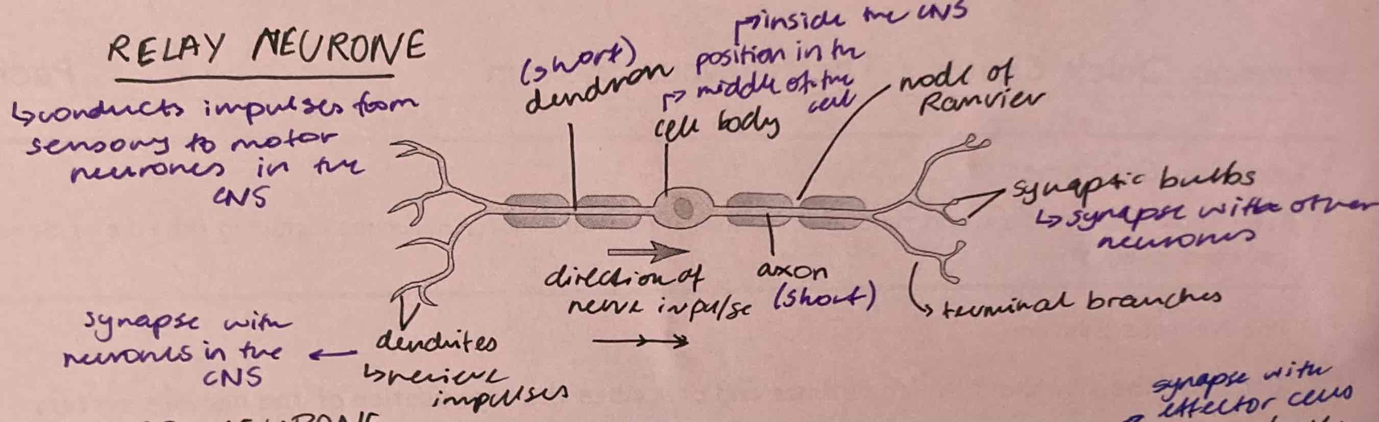 <p>relay neurone </p>