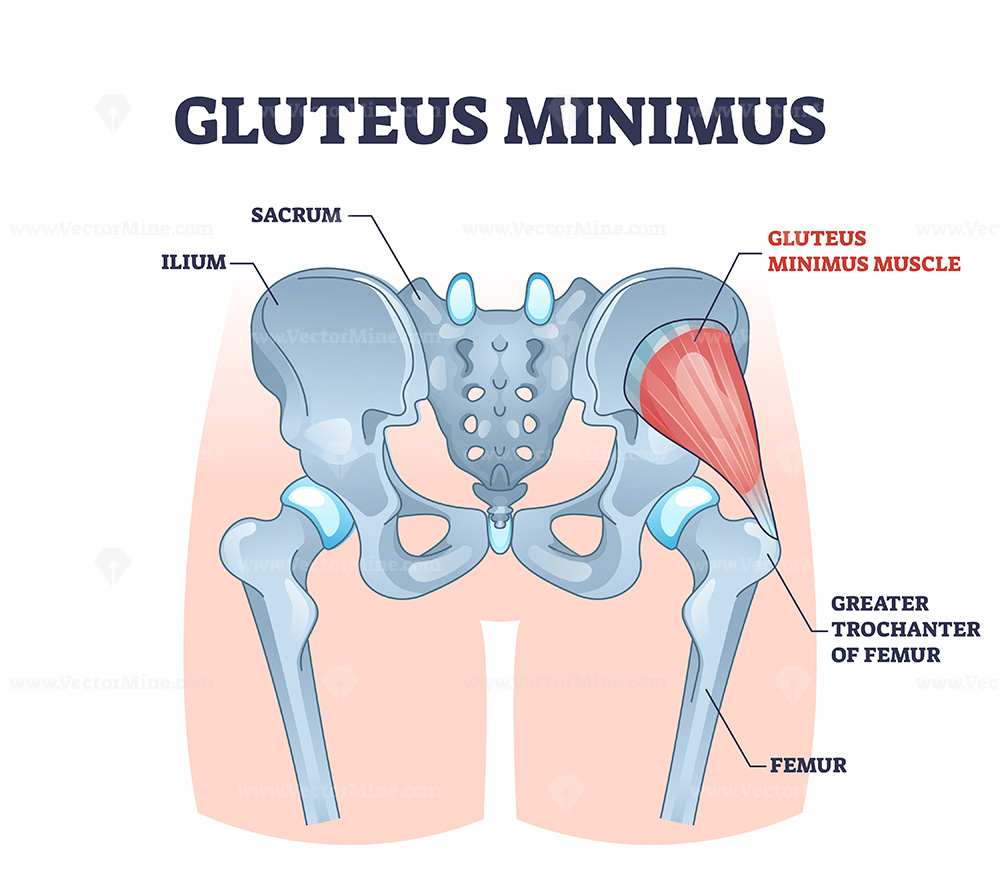 <p>Gluteus minimus</p>