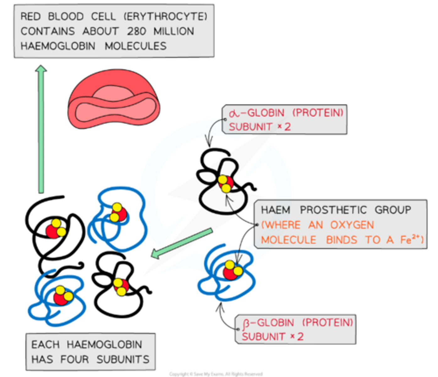 <p>- globular</p><p>- four polypeptide chains</p><p>- Each chain is called "globin"</p><p>- Each chain contains a haem prosthetic group that has an iron atom</p>