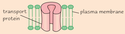 <p>e.g. channel proteins in <strong>cell membranes</strong></p><ul><li><p>Channel proteins contain <strong>hydrophobic </strong>+ <strong>hydrophilic </strong>amino acids</p><ul><li><p>→ protein <strong>folds up</strong> to form <strong>channel</strong></p></li></ul></li><li><p><strong>Transport molecules </strong>+ <strong>ions across </strong>membranes</p></li></ul><p></p>