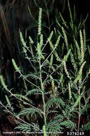 Common Ragweed