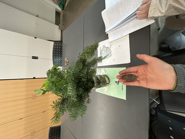 <p>Subalpine fir</p>