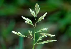 <p>What weed is this?</p>