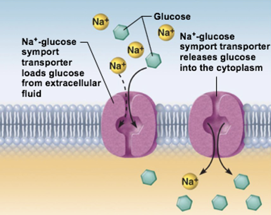 <ul><li><p>indirectly uses energy stored in concentration gradients of ions</p><p>created by primary active transport</p></li><li><p>Example: Moving Na+ out of cell creates concentration gradient</p></li><li><p>Cotransport protein pumps Na+ back into the cell, and carries another molecule with it</p><p></p></li></ul><p></p>