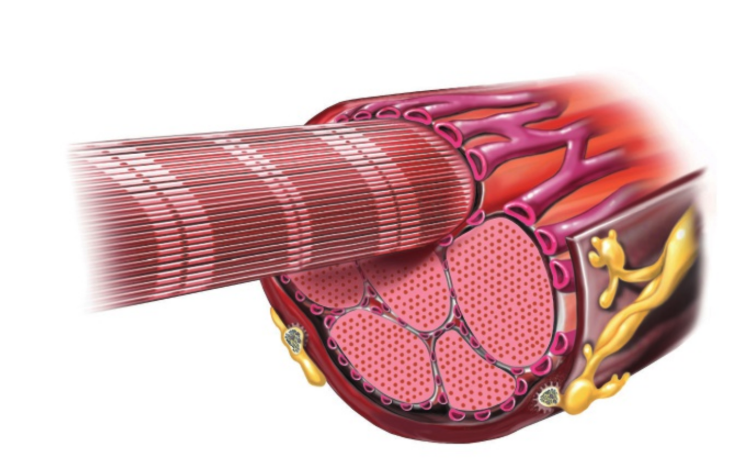 <p>Protein filaments that compose muscle fibres</p><p>Run parallel to each other</p><p>Sequentially placed along each myofibril are contracting units called <strong>sarcomeres</strong></p>