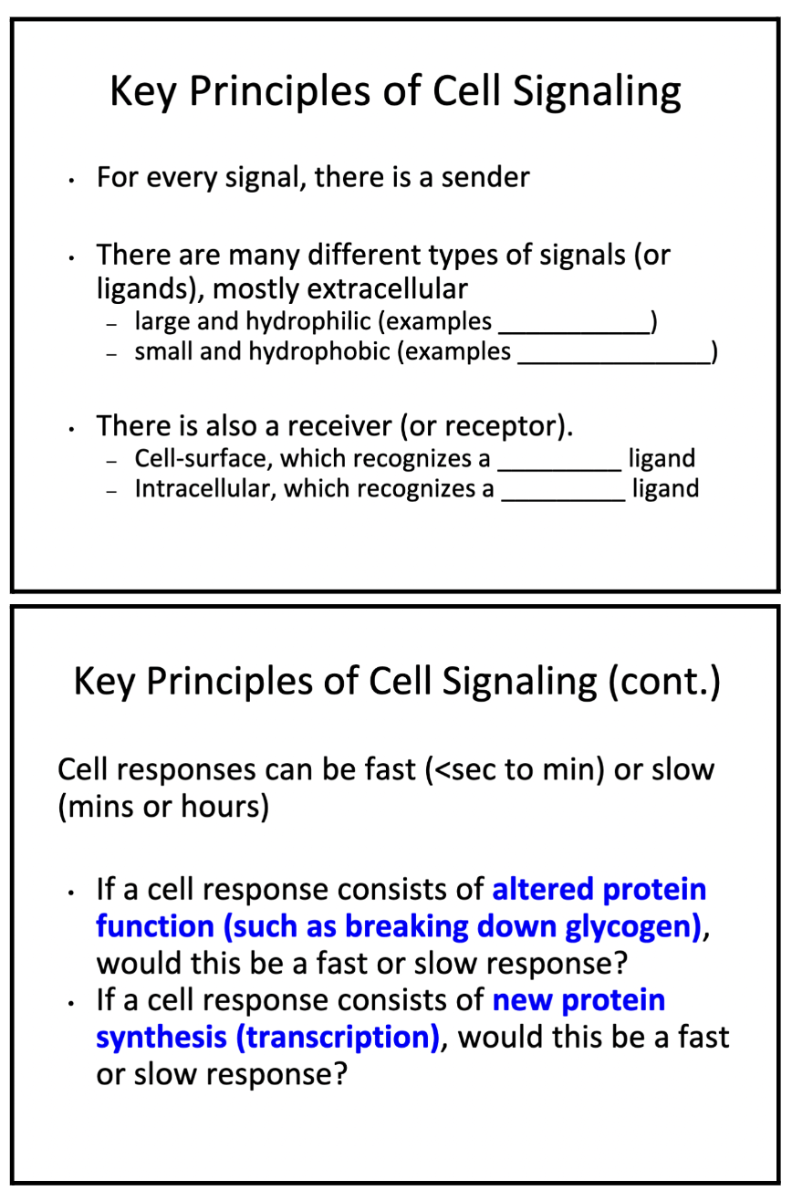 key principles of cell signaling (fill in image) 