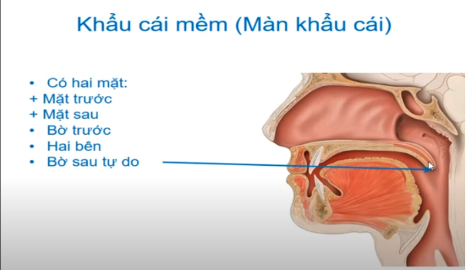 <p><strong>Khẩu cái mềm:</strong></p><ol><li><p>Bờ trước: </p></li><li><p>Hai bên  </p></li><li><p>Mặt trước khẩu cái mềm</p></li><li><p>Mặt sau khẩu cái mềm </p></li></ol><p></p>
