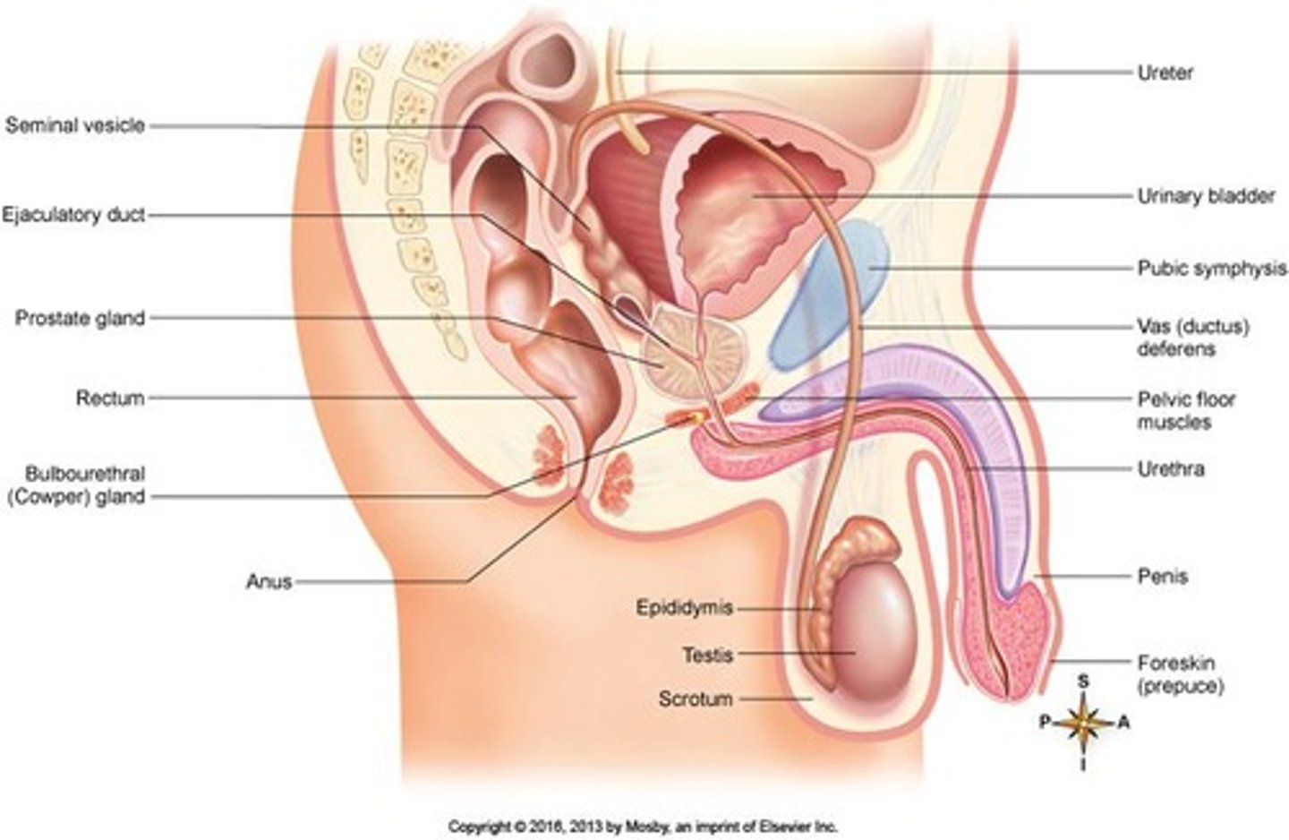 <p>Two corpora cavernosa and one corpus spongiosum.</p>