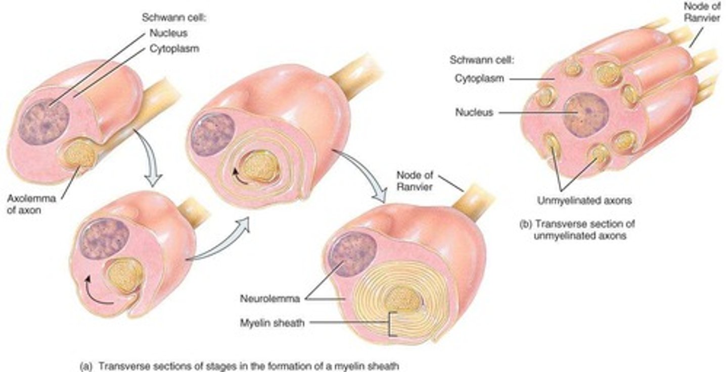 <p>A multilayered lipid and protein covering that surrounds the axons of most neurons, increasing the speed of nerve impulse conduction.</p>