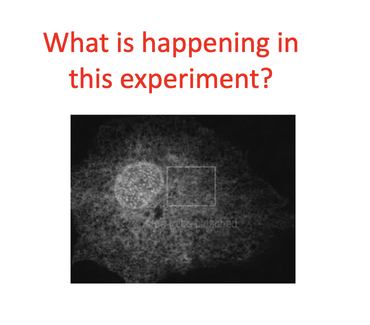 <p>What’s happening in this experiment? Why is it significant?</p>