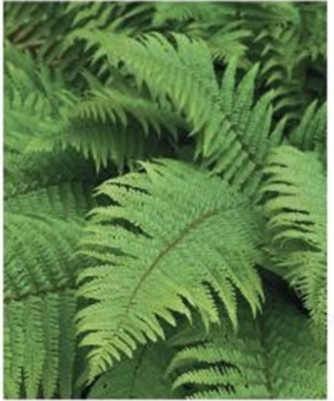 <p>What phylum is indicated in the photot</p>