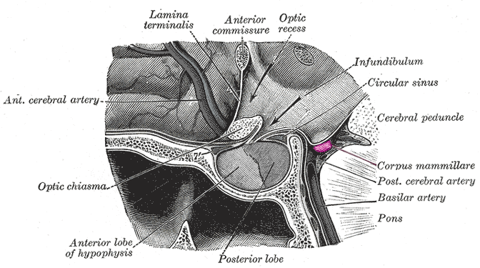 <p>a pair of small, rounded structures located on the undersurface of the brain, specifically in the hypothalamus.</p>