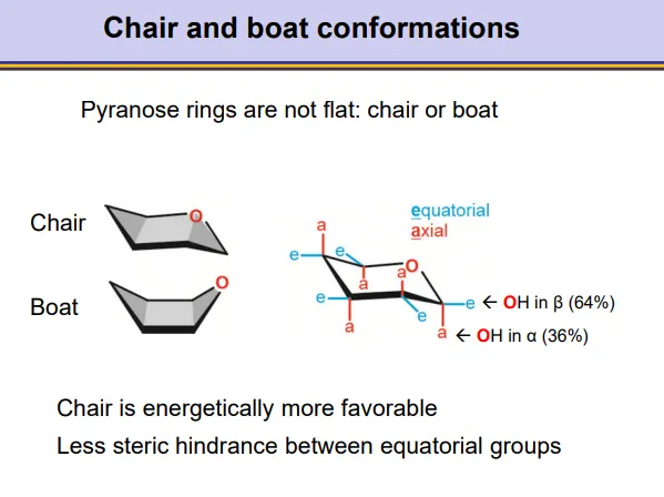 <ul><li><p>pyranose rings take up a <strong>chair </strong>or <strong>boat </strong>conformation</p></li><li><p><strong>the chair is more energetically favourable</strong></p></li><li><p>this is why <strong>beta anomers </strong>are favoured, because there is <strong>less steric hindrance </strong>when the C1-<strong>hydroxyl </strong>group occupies the <strong>equatorial </strong>position (on roughly the same plane as the carbons)</p></li></ul><p></p>