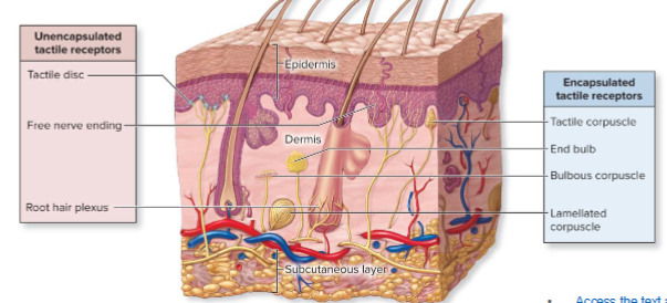<p>What is the function of tactile receptors?</p>