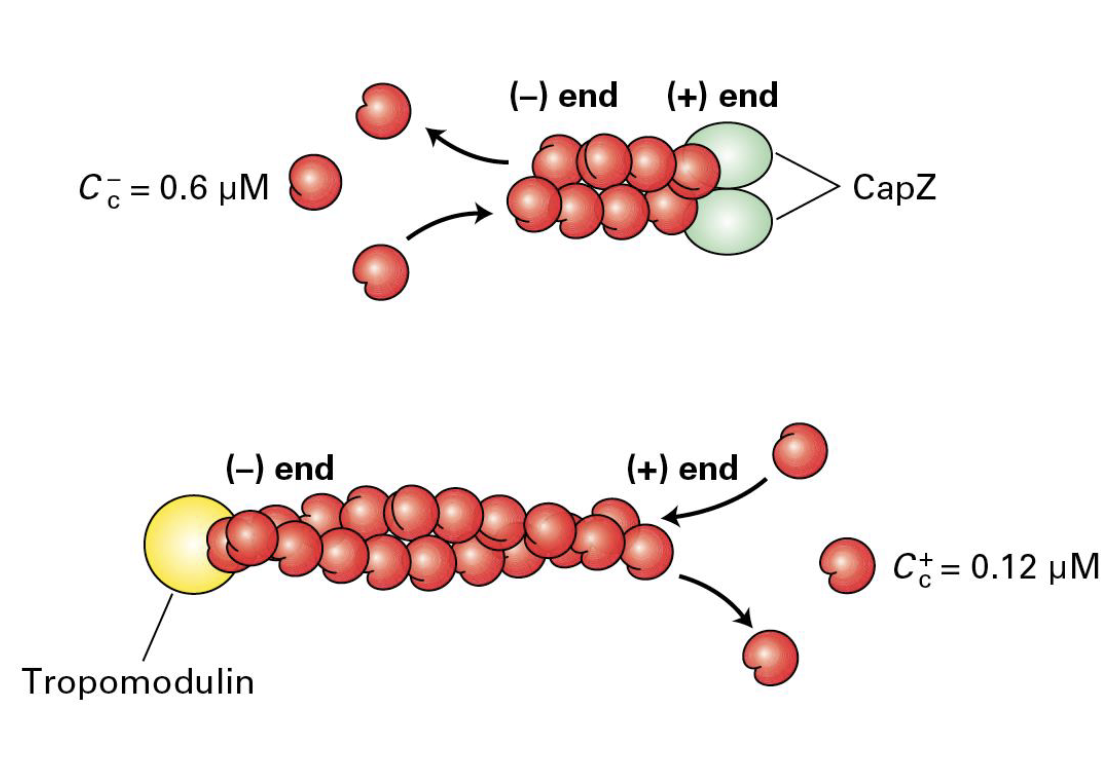 <p>Capping Proteins (CapZ and Tropomodulin) </p>