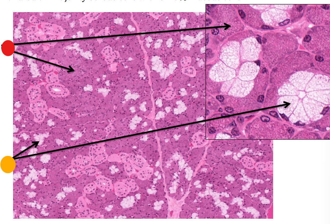 <p>what gland is this</p>