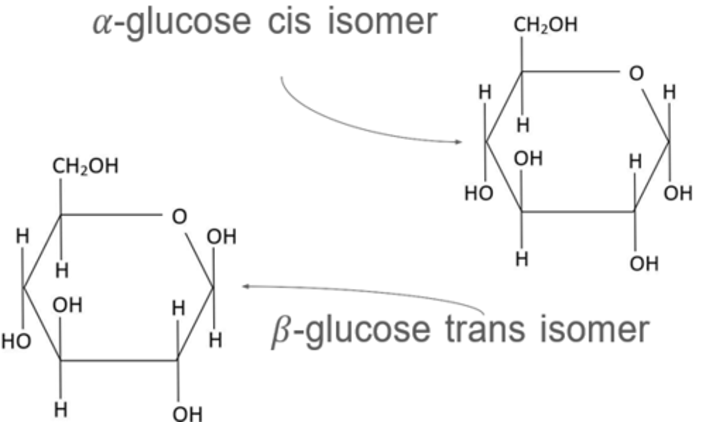 <p>both hexose monosaccharides (6C) with ring structure.</p>