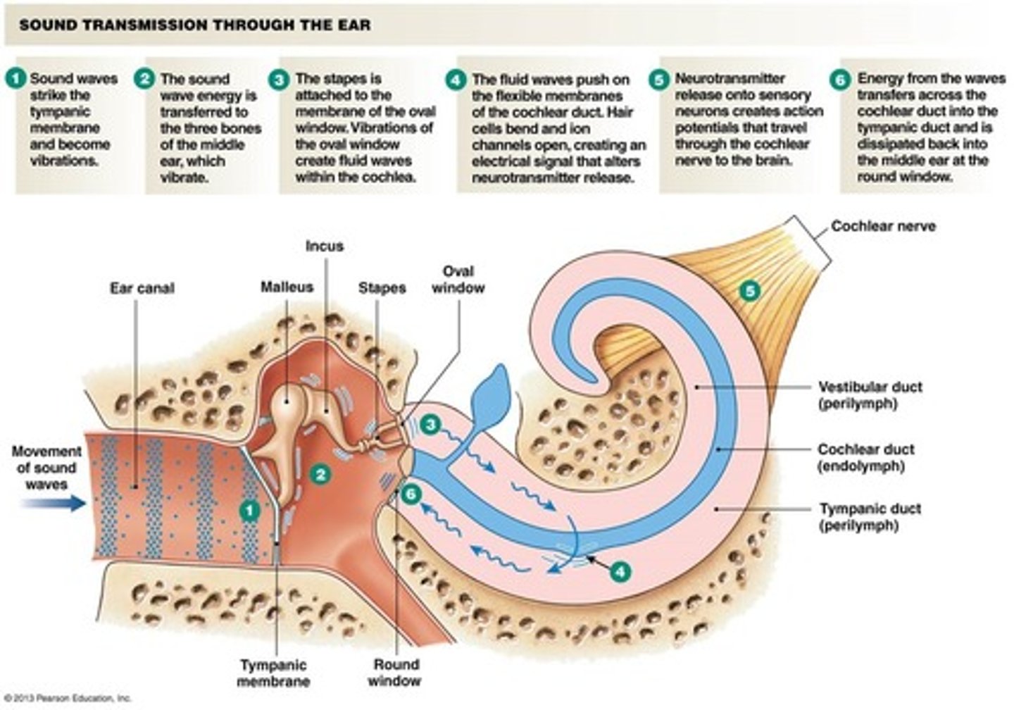 <p>- Loud sounds produce vigorous vibrations of the organ of Corti, exciting a greater number of cells over a larger area</p><p>- The brain interprets a higher frequency of action potentials as a loud sound</p><p>- A sound causes a standing wave in the basilar membrane</p><p>- Low-frequency sounds cause a peak amplitude at the distal end of the organ of Corti</p><p>- Higher frequency sounds are detected closer to the proximal end</p>