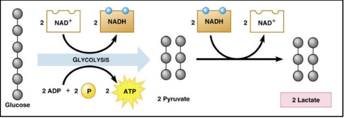 <ul><li><p>humans and some microorganisms</p></li><li><p>when our muscle cells run out of oxygen, we can produce ATP briefly by performing this</p></li><li><p>lasts for only about 1-3 minutes</p></li><li><p>lactic acid will build up in the muscle cells and cause soreness</p></li></ul>