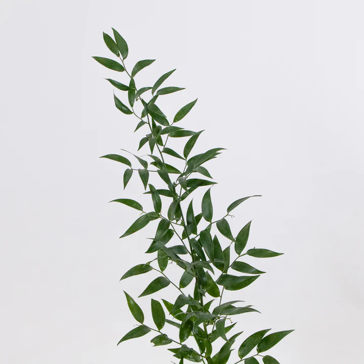 <p>Latin name?</p>