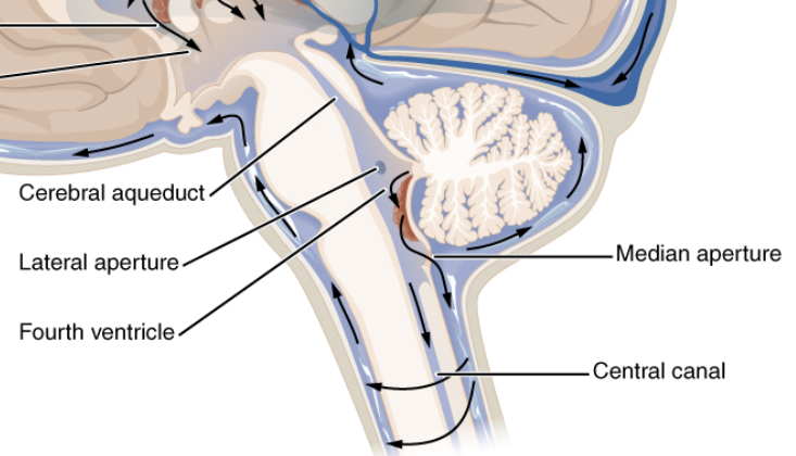 <p>Central canal of the spinal cord.</p>