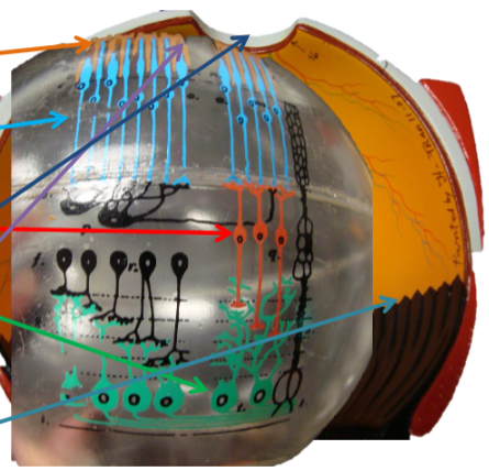 <p>ID cell (blue arrow)</p>