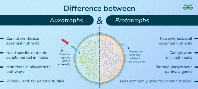<ul><li><p>Need to synthesize biomolecules and provide energy</p></li><li><p>Autotroph/Heterotroph - use inorganic carbon like CO2 or organic carbon for growth</p></li><li><p>Auxotroph/Prototroph:</p><ul><li><p>Sugars: lactose/glucose/arabinose/fucose</p></li><li><p>Organic acids like acetate or glycerol</p></li><li><p>Alcohols (ethanol, methanol, etc)</p></li><li><p>Sole carbon source</p></li><li><p>Amino acids as carbon source</p></li></ul></li></ul><p></p>