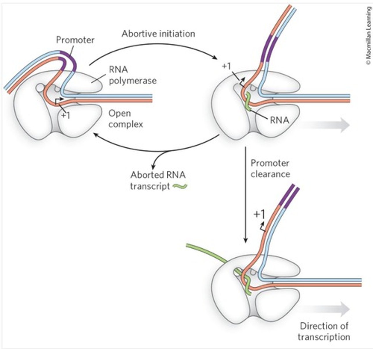 <p>releases large amounts of 2-3nucleotide long RNA transcripts</p>