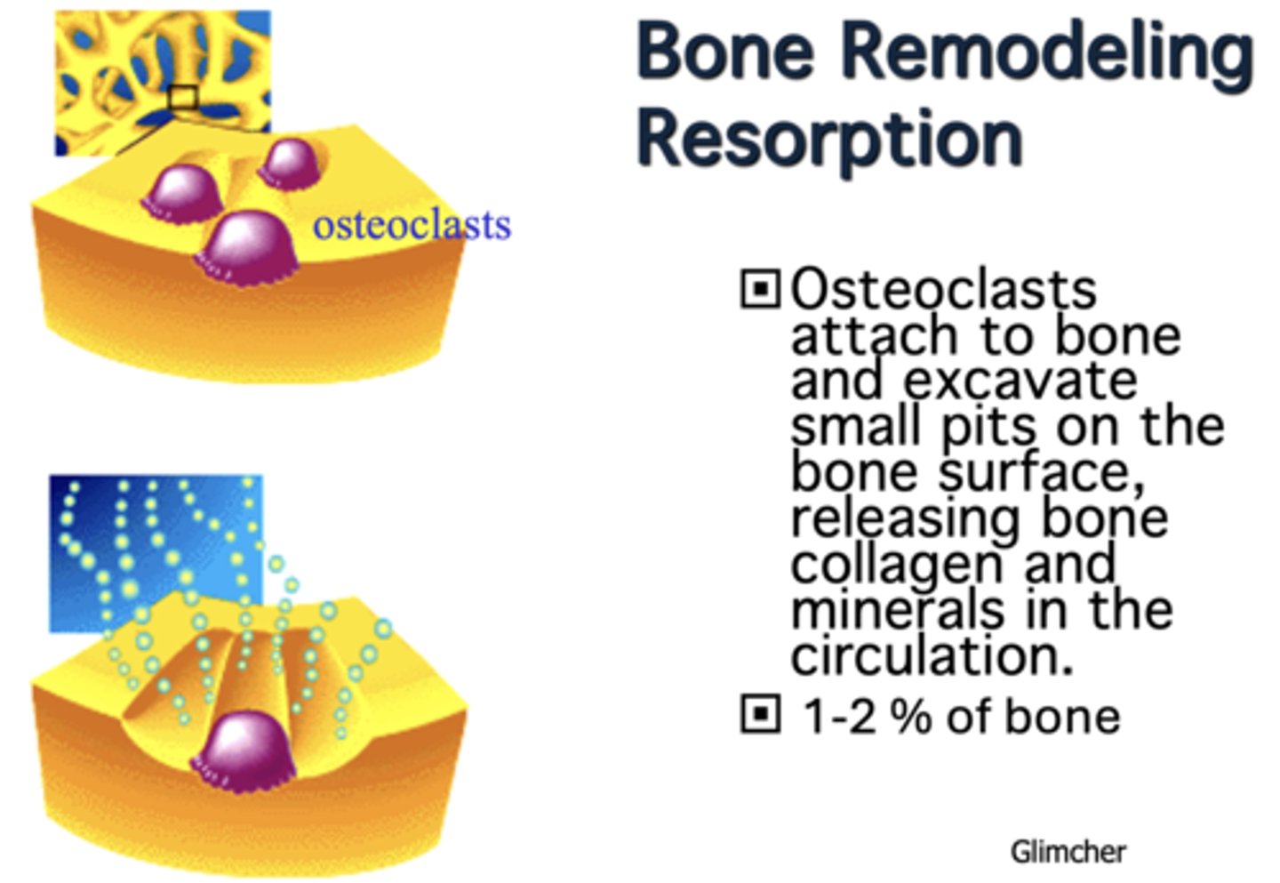 <p>Osteoclasts</p>