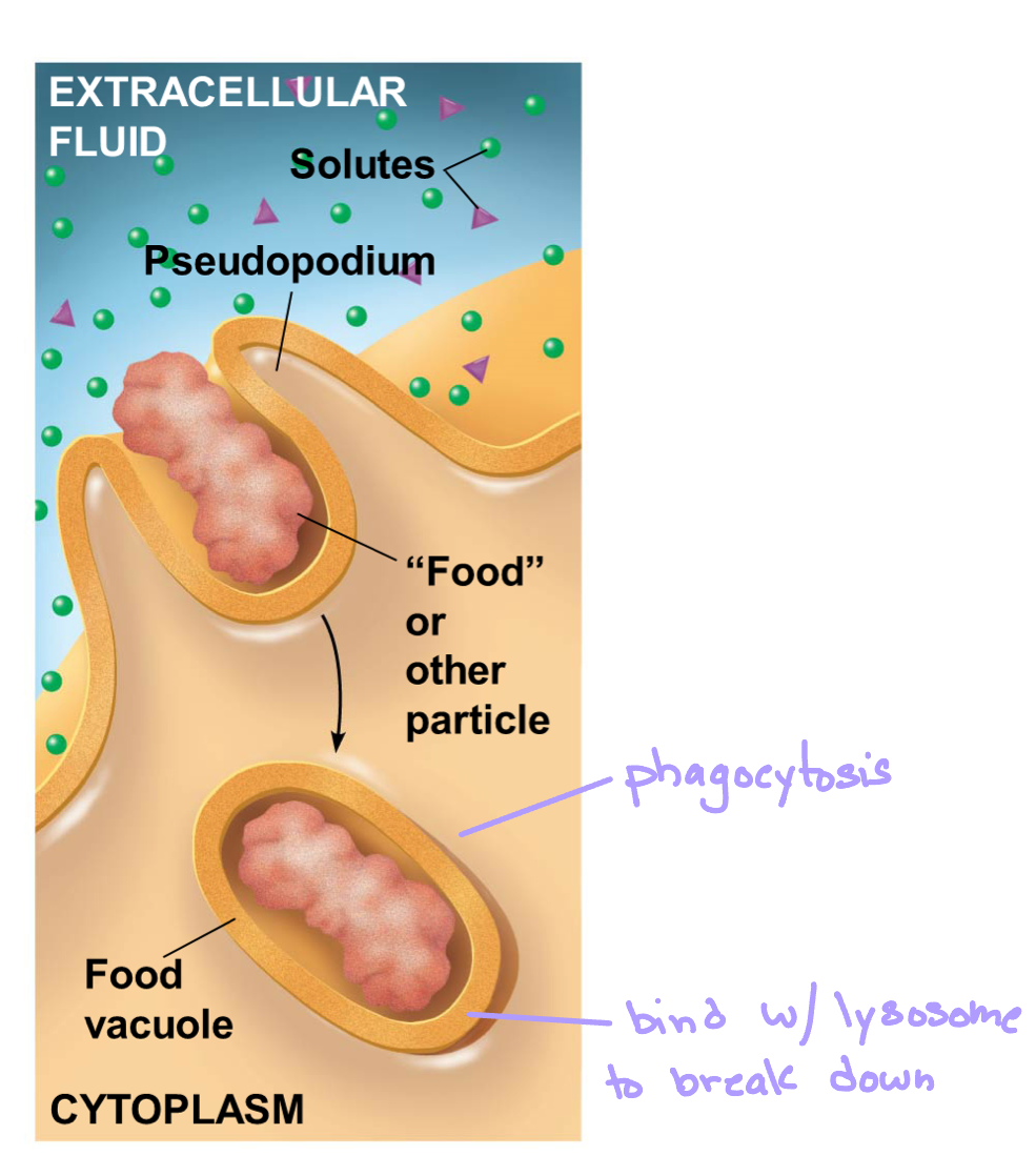 <p>phagocytosis</p>