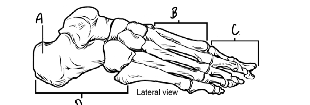 <p>Label the bones of the ankle and foot</p>