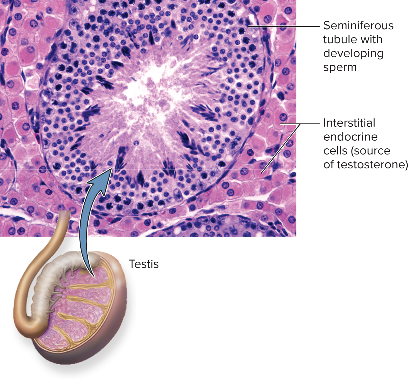 <p>Testes</p>