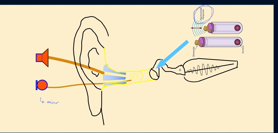 <p>respons/emissie is 20ms later</p><p>EMissies hoor je zelf niet!!! (als luid genoeg kan iemand dicht bij u oor het mis horen)</p><ul><li><p>incident wave → reflected wave</p></li></ul><p></p>