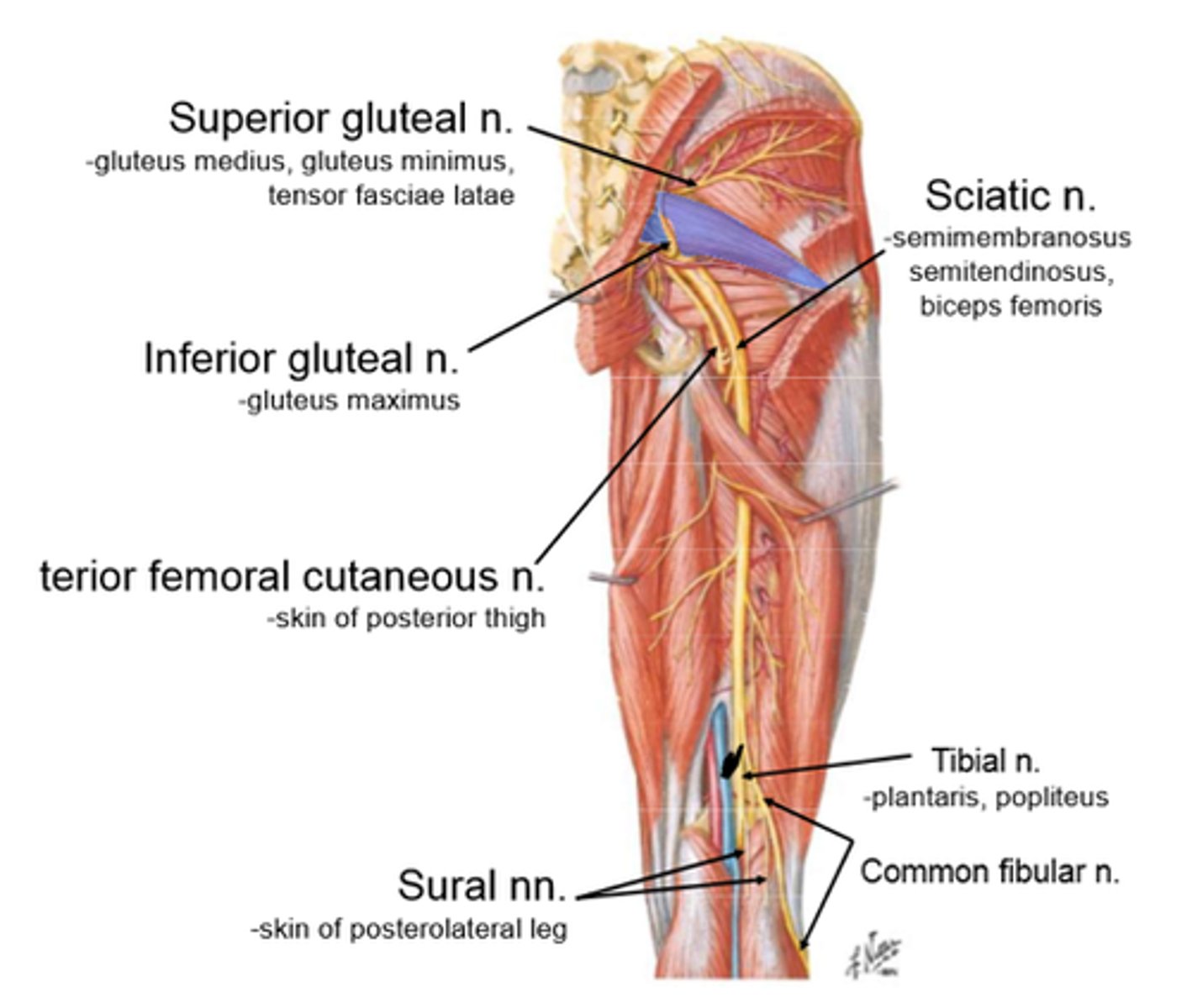 <p>gluteus maximus</p>