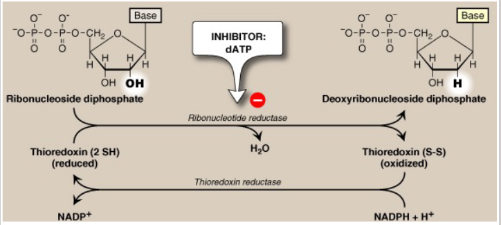 <p>- ribonucleotide reductase: inhibited by dATP and activated by ATP</p>