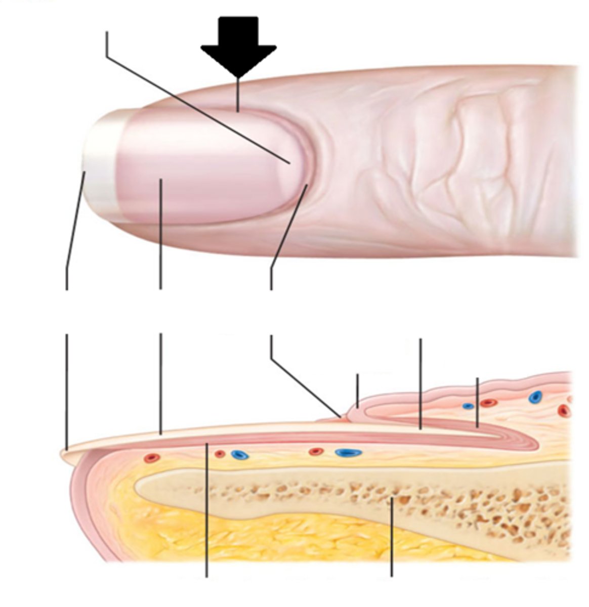 <p>Fold of normal skin that surrounds the nail plate; nail groove</p>