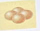 <p>Round or spherical bacteria that come in <strong>groups of 4</strong></p>