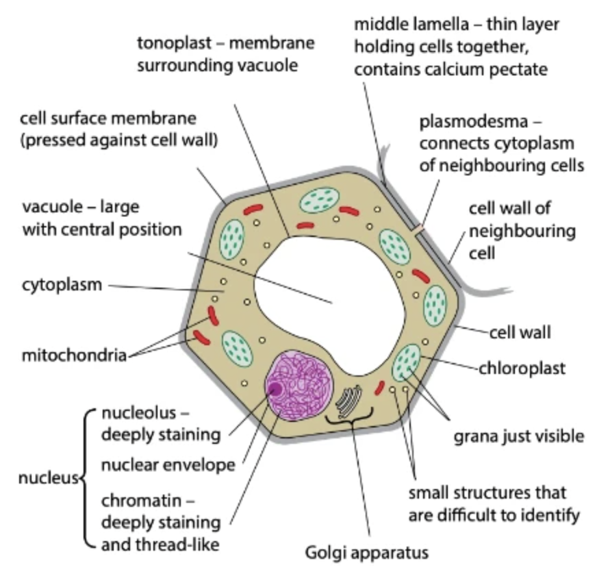 <ul><li><p>Cytoplasm</p></li><li><p>Cell membrane</p></li><li><p>Nucleus (contains nuclear envelope, chromatin and nucleolus - both of which are deeply staining)</p></li><li><p>Golgi apparatus</p></li><li><p>Mitochondria</p></li><li><p>Chloroplast</p></li><li><p>Cell wall</p></li><li><p>Plasmodesmata</p></li><li><p>Vacuole</p></li><li><p>Tonoplast</p></li></ul><p></p>