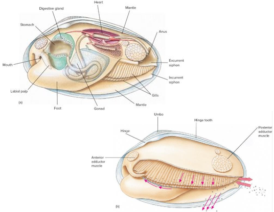 <p><br>Domain?</p><p>Phylum?</p><p>Class?</p><p>Genus?</p>