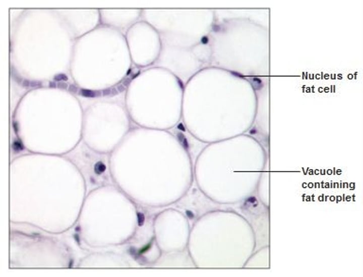 <p>-Acts as a storage depot for fat (expand and shrinks)<br>-provide insulation against heat loss<br>-padding and cushions shocks<br>-mesenchymal cells divide &amp; differentiate for more fat &amp; storage</p>