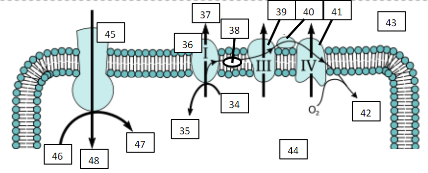 <p>NAD+</p>