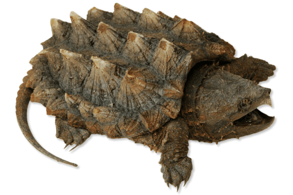 Alligator Snapping Turtle