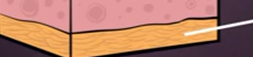 <p>Hypodermis-</p>