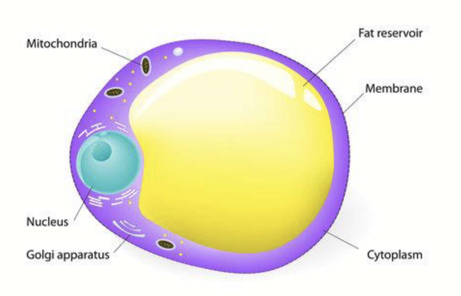 <p><strong>Cell filled with lipid.</strong></p><ul><li><p>Has nucleus, mitochondrion, and organelles; cytoplasm is pushed to one side of the cell.</p></li><li><p>Only small amounts of cytoplasm - results in low water content.</p><ul><li><p>20g fat comes with 1g water (&lt; 5%).</p></li><li><p>Meat protein (muscle) contains ~80% water.</p></li></ul></li><li><p>Mature cells: &gt; 95% lipid or triglyceride.</p><ul><li><p>Once the cell starts to store triglyceride, it can <u>no longer divide</u>.</p></li></ul></li></ul><p></p>